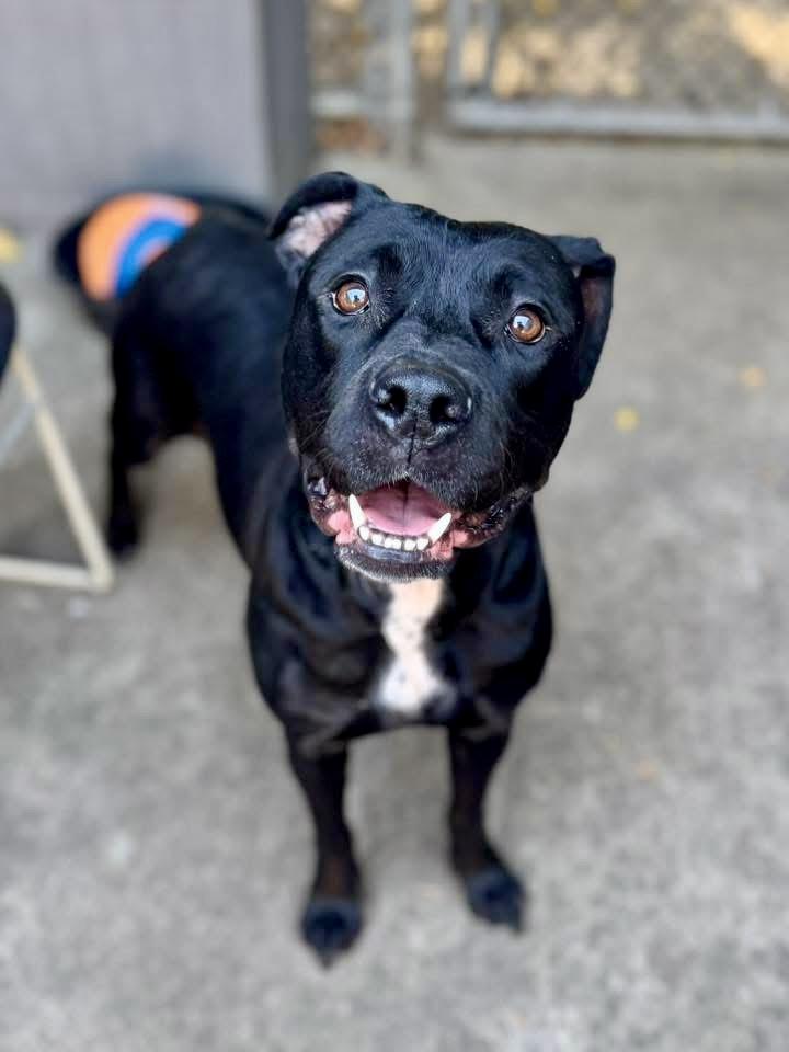 Enlarge Bailey, a ADOPTABLE Pit Bull Terrier in Chicago, IL image 4/5