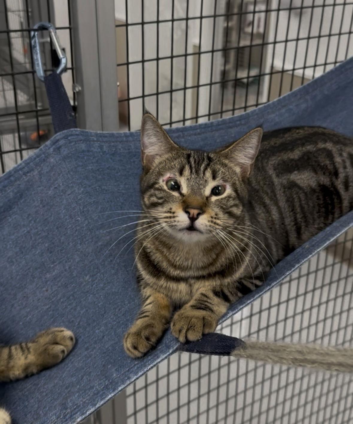 Enlarge Penny, a Adoptable Domestic Short Hair in West Hills, CA image 2/2