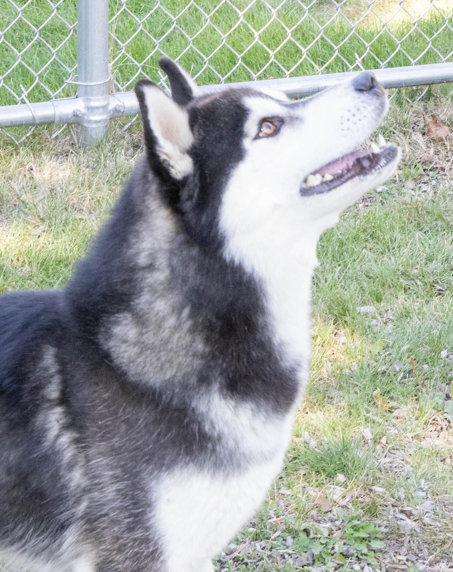 Tumbleweed thumbnail 3