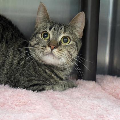 Leia, Adoptable, Adult Female Domestic Short Hair & Mixed Breed.
