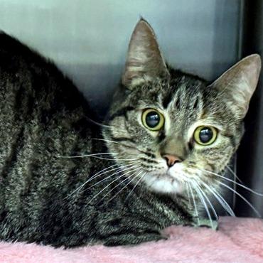 Enlarge Leia, a Adoptable mixed breed in Voorhees, NJ image 2/2