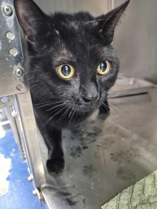 Enlarge Seaweed, a Adoptable mixed breed in Simcoe, ON image 1/2