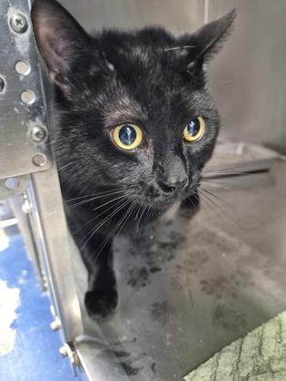 Enlarge Seaweed, a Adoptable mixed breed in Simcoe, ON image 2/2