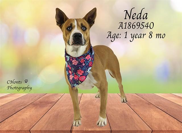 NEDA, Adoptable, Young Female Pit Bull Terrier.