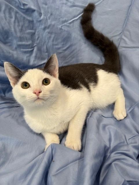 ROYCE, Adoptable, Kitten Male Domestic Short Hair.