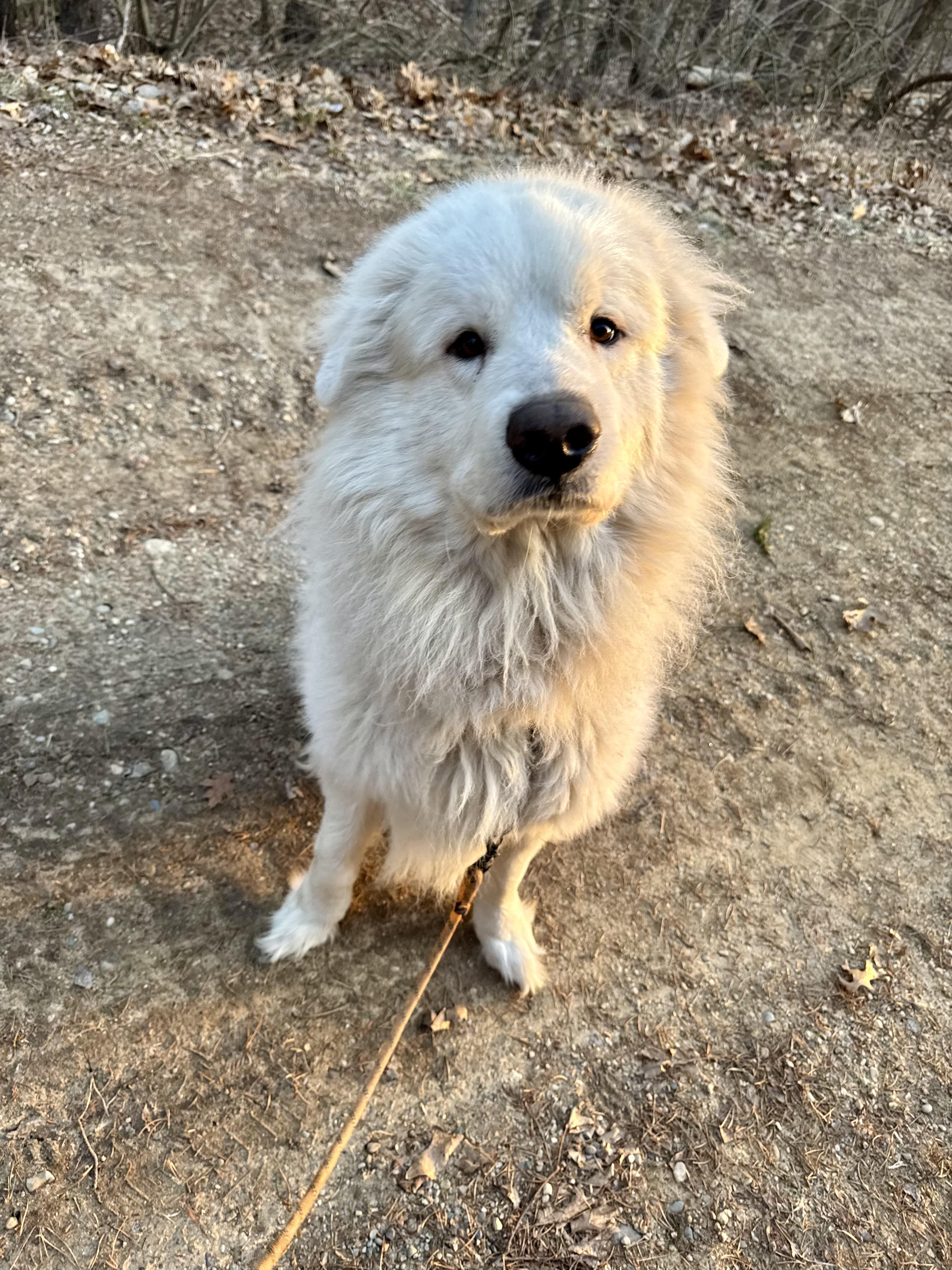 Enlarge Finn, a Adoptable Great Pyrenees in Holly, MI image 1/4