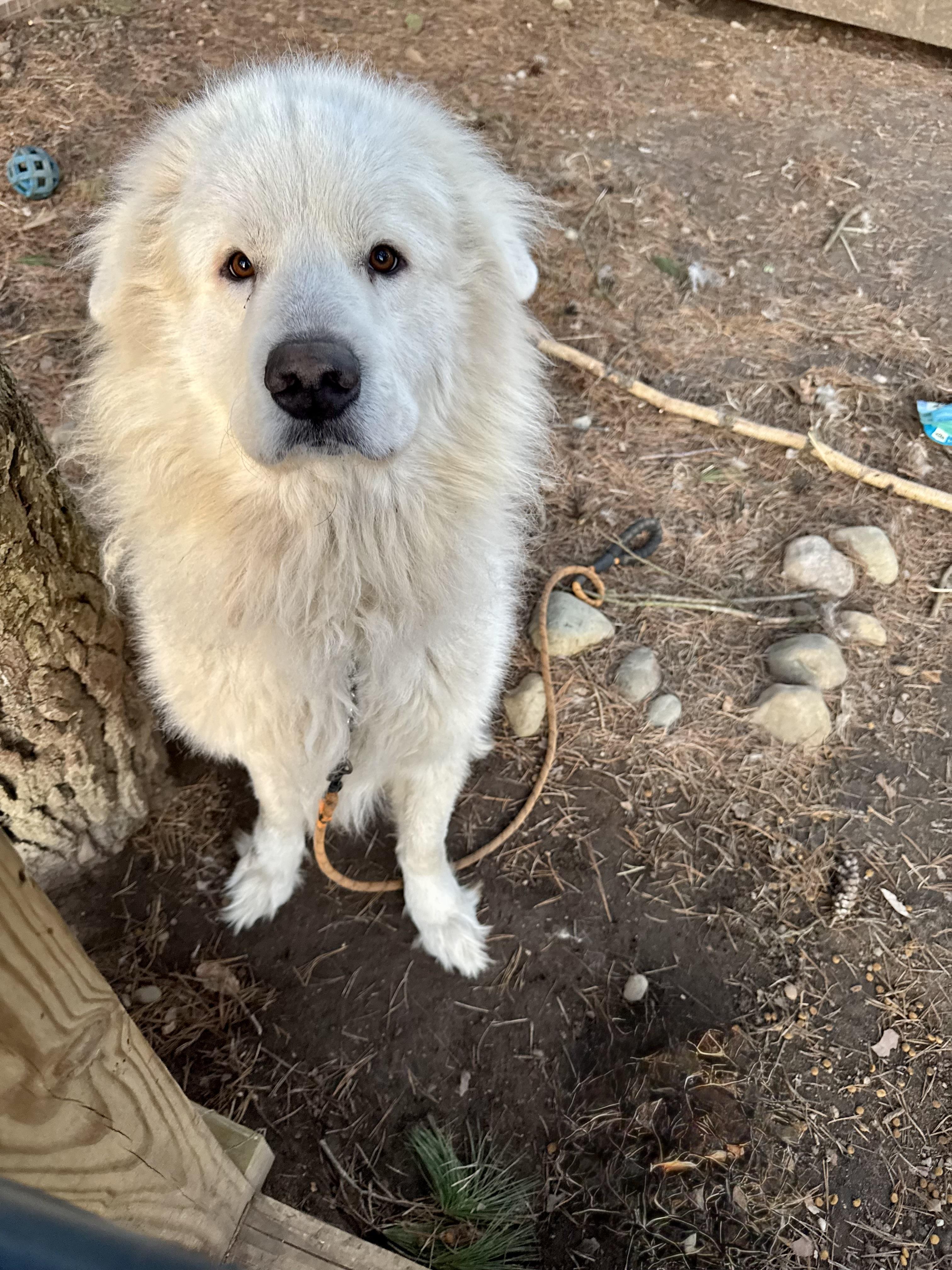 Enlarge Finn, a Adoptable Great Pyrenees in Holly, MI image 2/4