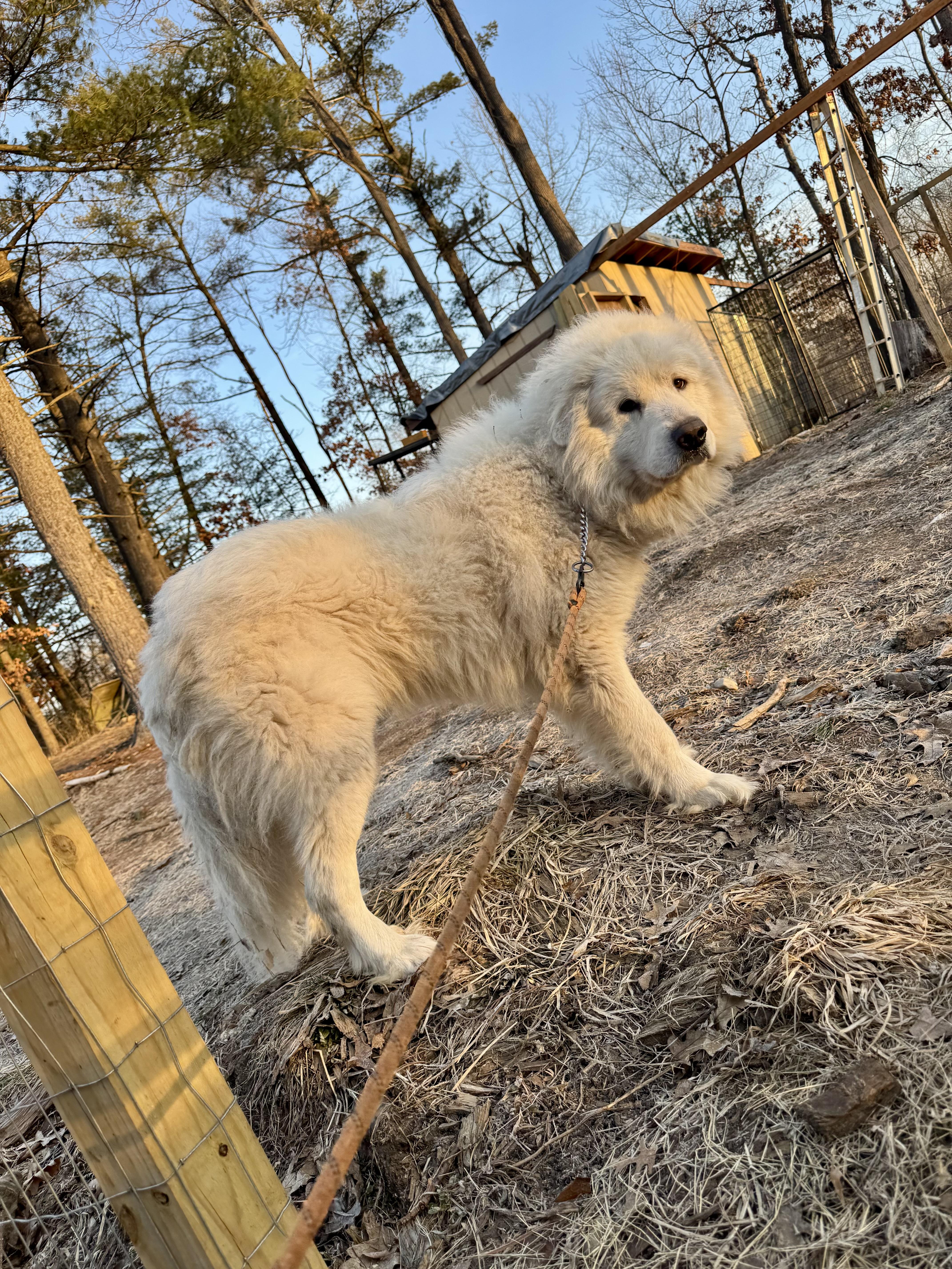 Enlarge Finn, a Adoptable Great Pyrenees in Holly, MI image 3/4