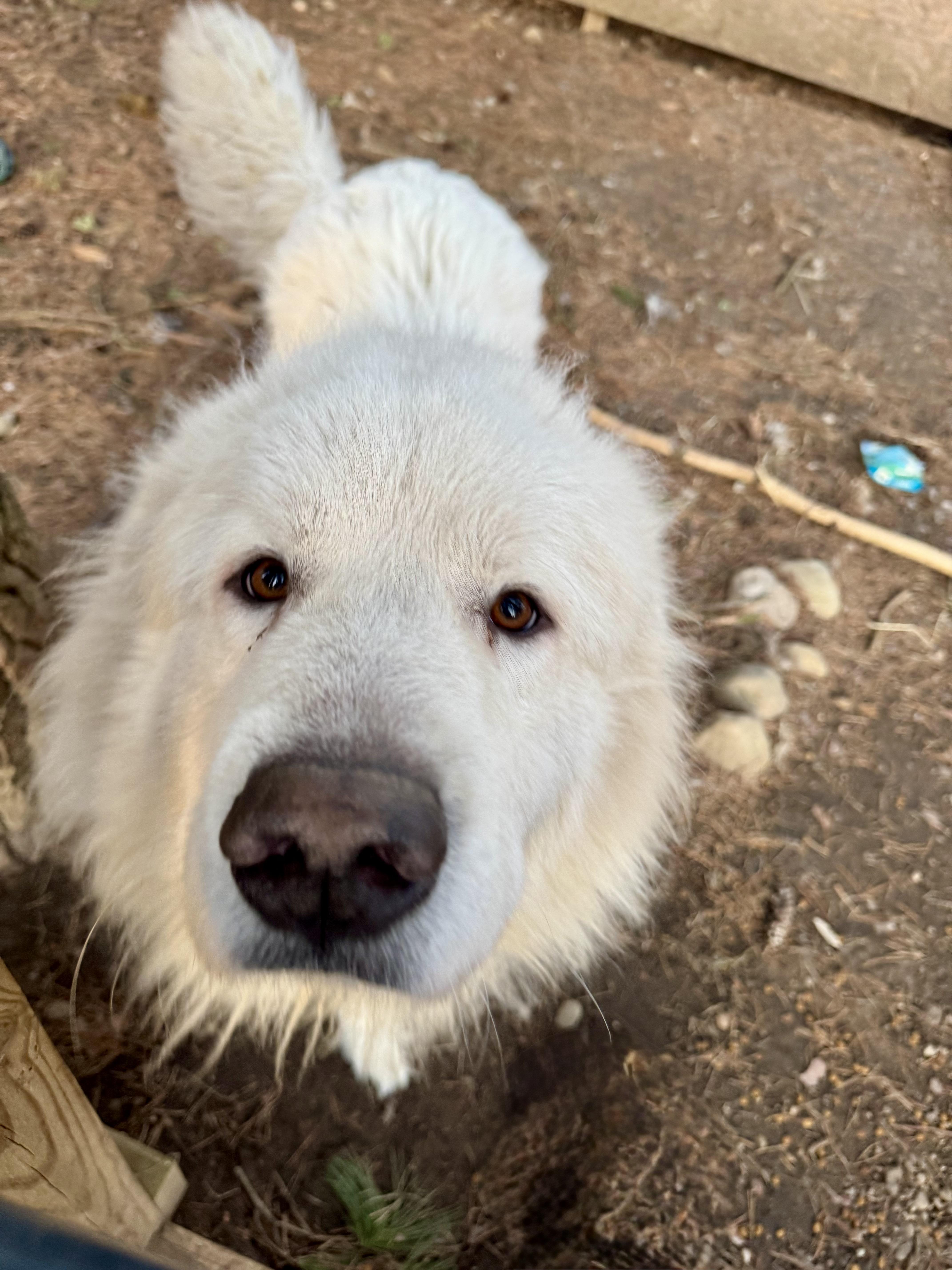 Enlarge Finn, a Adoptable Great Pyrenees in Holly, MI image 4/4