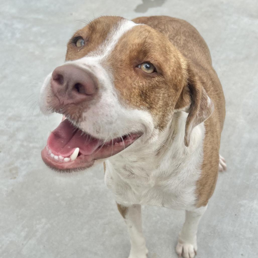 Enlarge Evelyn, a Adoptable Mixed Breed in Enfield, NH image 1/3