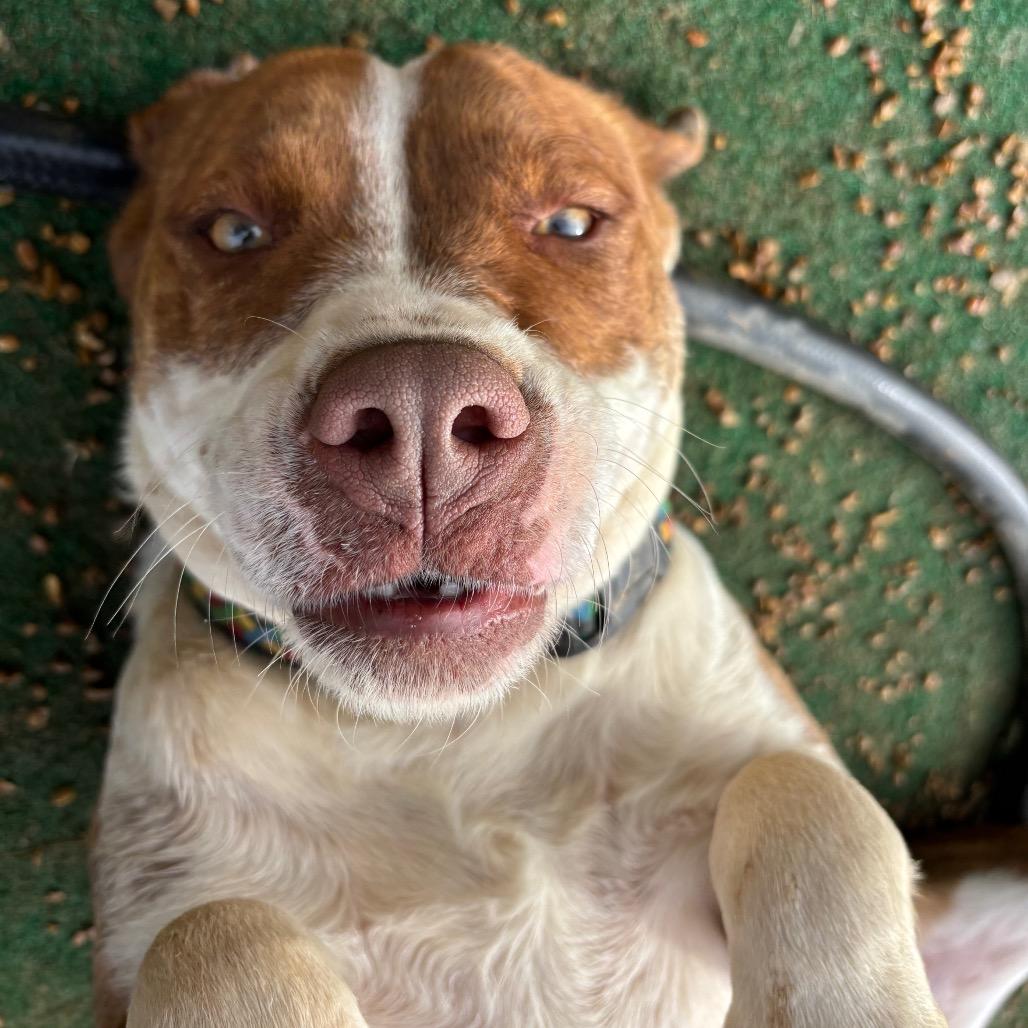 Enlarge Evelyn, a Adoptable Mixed Breed in Enfield, NH image 2/3