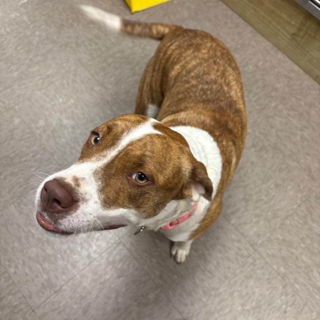 Enlarge Evelyn, a Adoptable Mixed Breed in Enfield, NH image 3/3