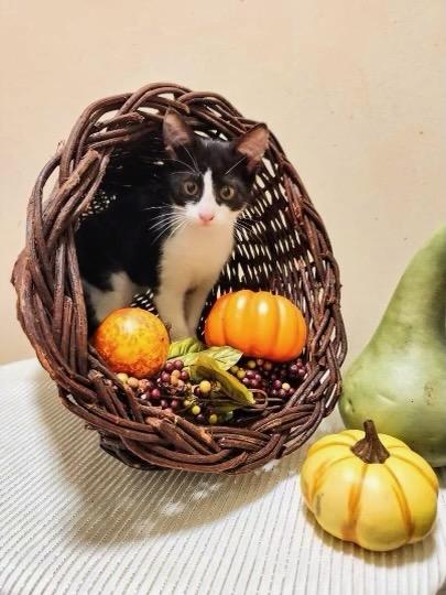 Enlarge Elsie, a Adoptable Tuxedo in Saint Augustine, FL image 2/4