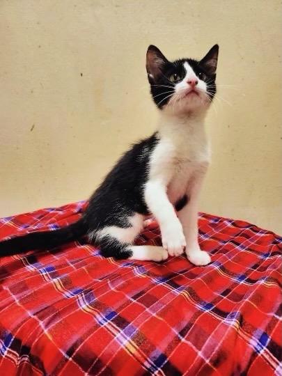 Enlarge Elsie, a Adoptable Tuxedo in Saint Augustine, FL image 3/4