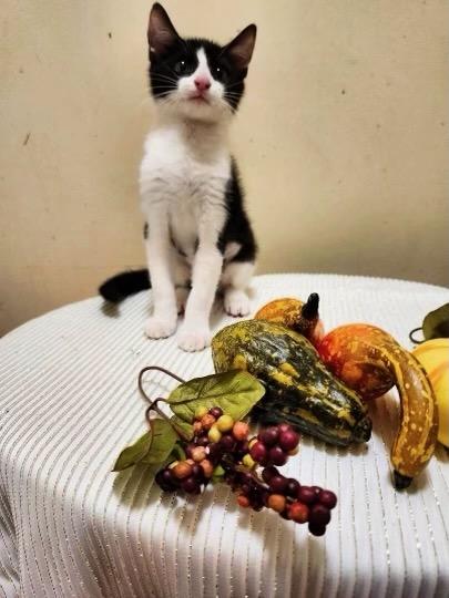 Enlarge Elsie, a Adoptable Tuxedo in Saint Augustine, FL image 4/4