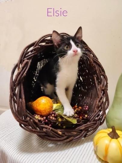 Elsie, Adoptable, Kitten Female Tuxedo.