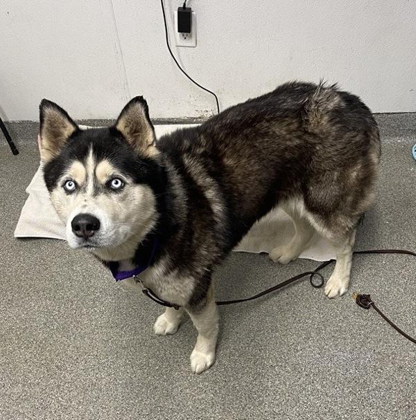 Enlarge Alakazam, a Adoptable mixed breed in Escondido, CA image 1/1