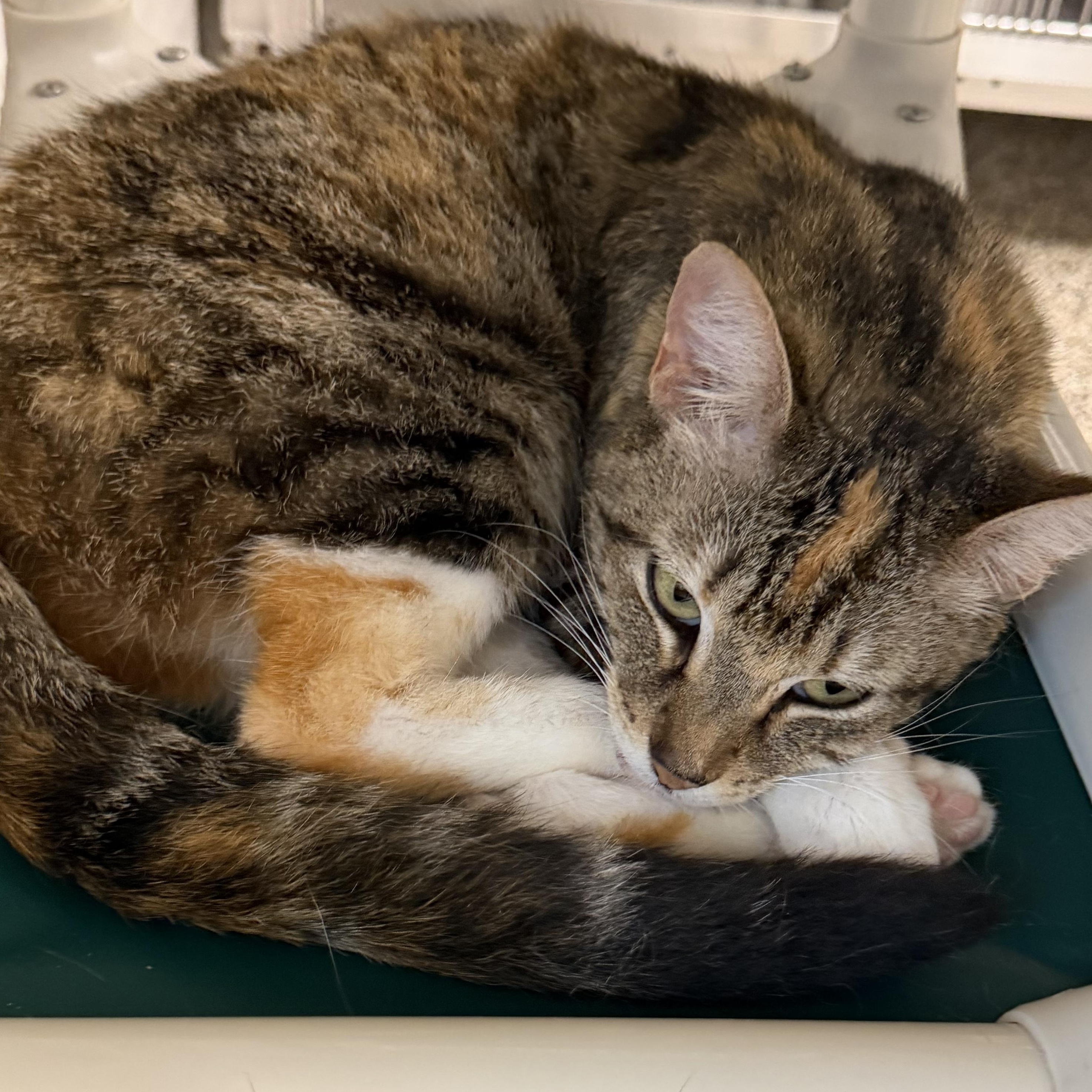 Honey, ADOPTABLE, Adult Female Domestic Short Hair.