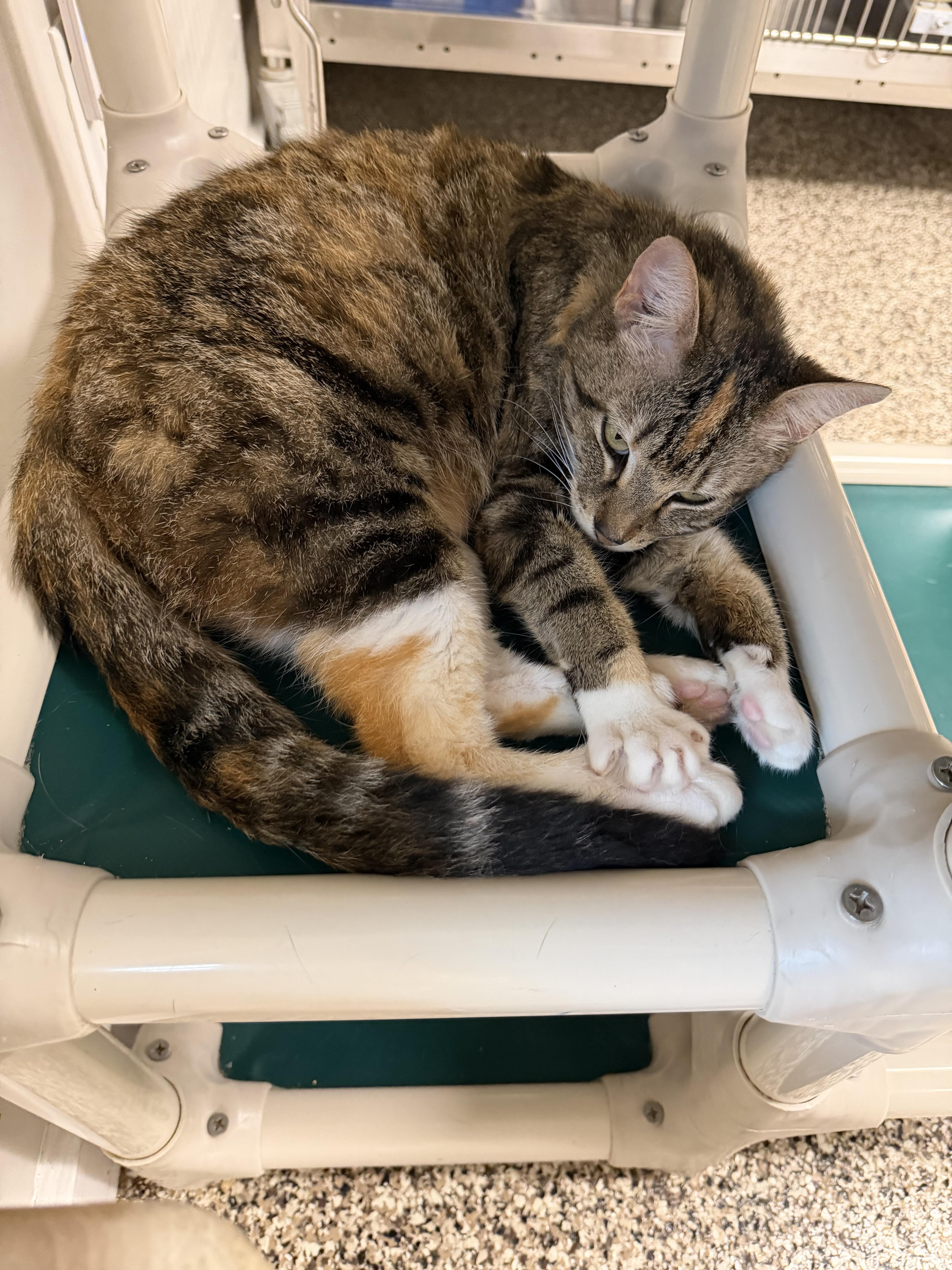 Honey, a ADOPTABLE Domestic Short Hair in Fernandina Beach, FL image 2/6