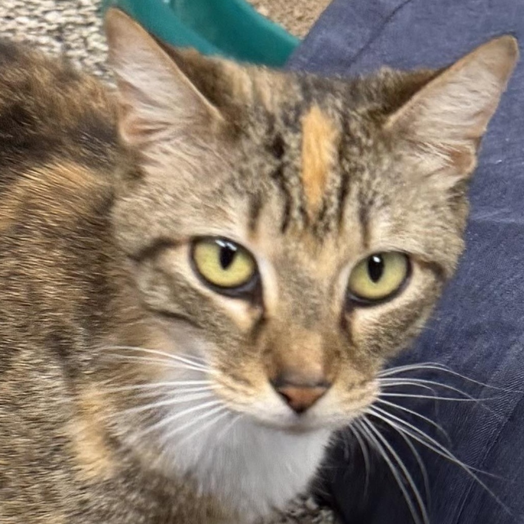 Honey, ADOPTABLE, Adult Female Domestic Short Hair.