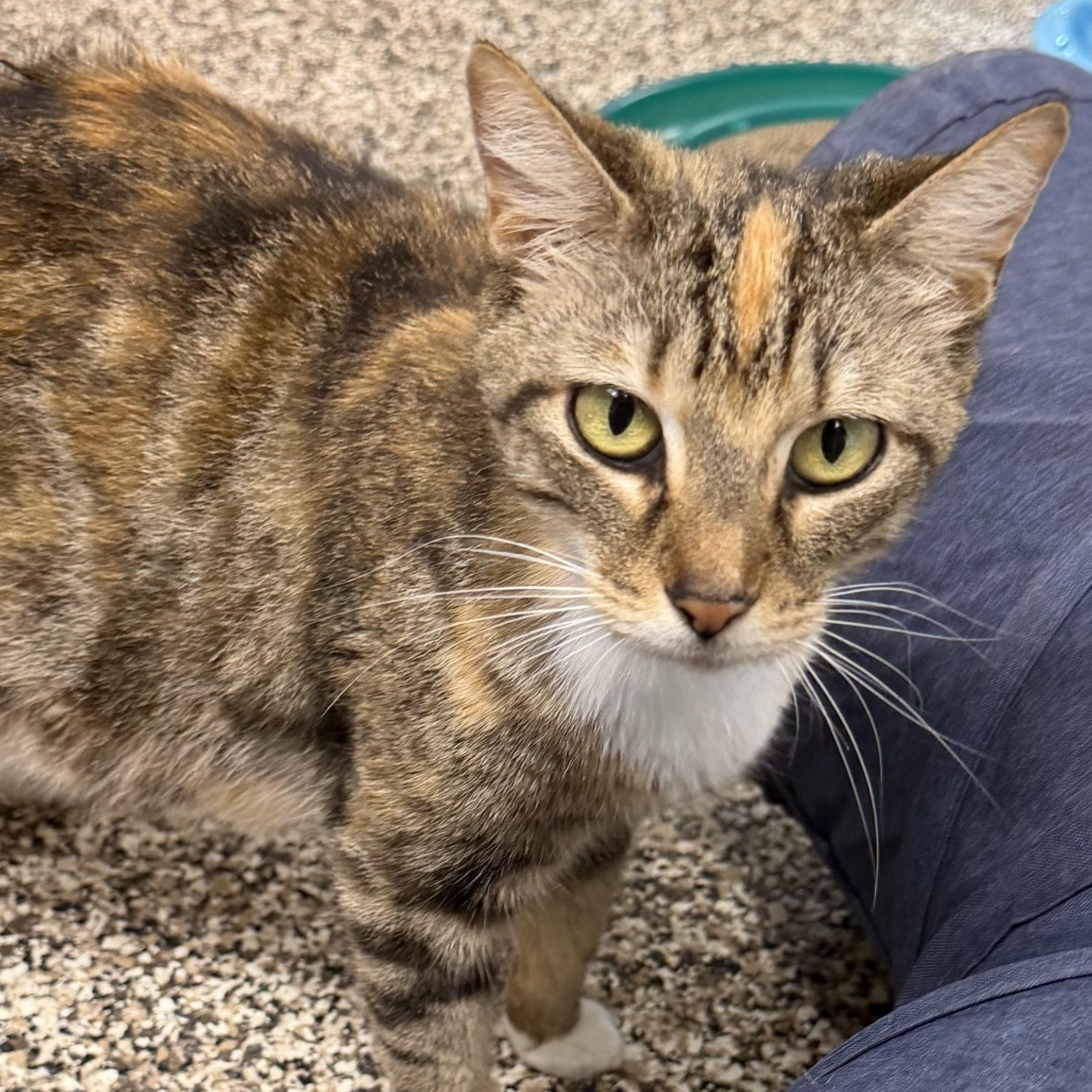 Enlarge Honey, a ADOPTABLE Domestic Short Hair in Fernandina Beach, FL image 4/4