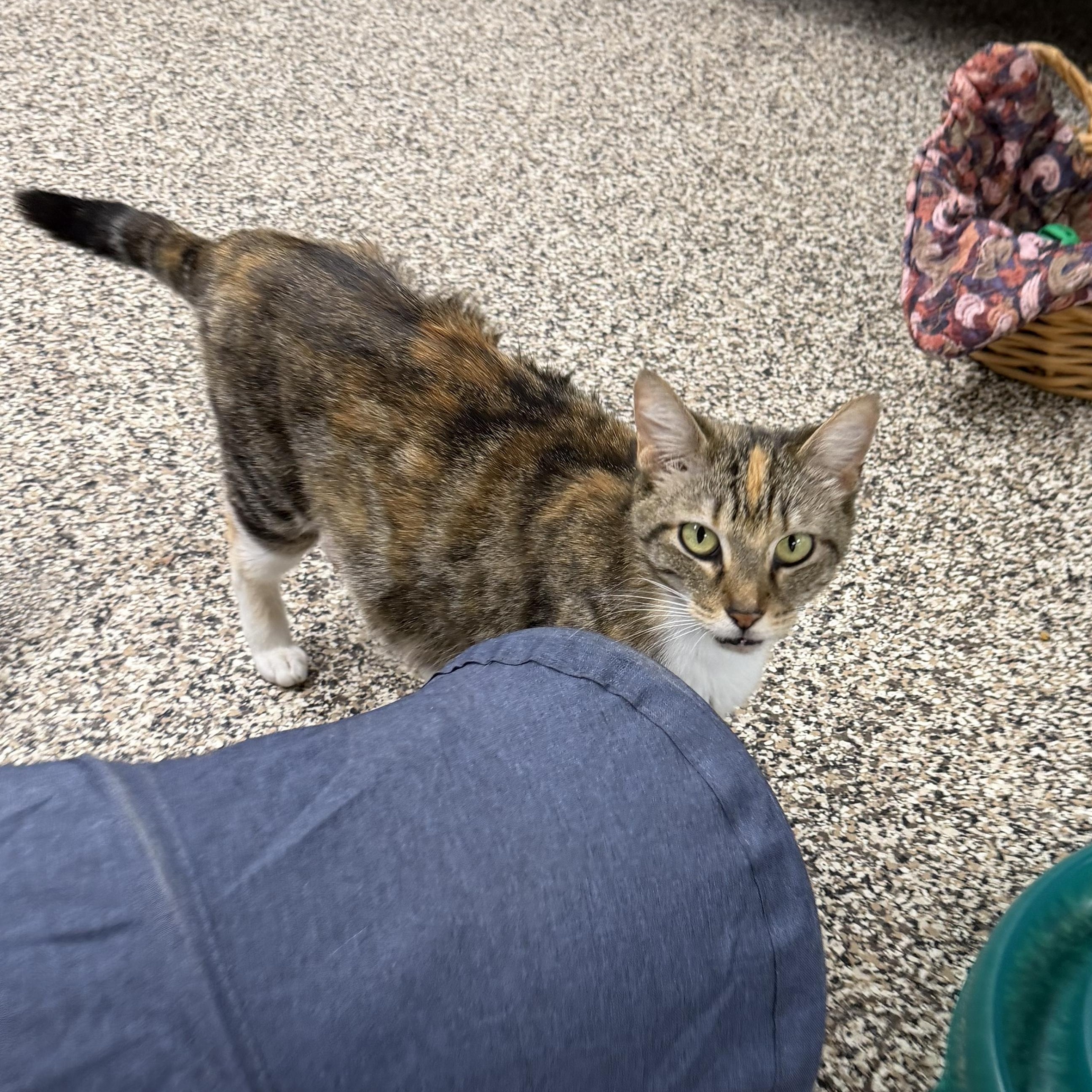 Enlarge Honey, a ADOPTABLE Domestic Short Hair in Fernandina Beach, FL image 3/4