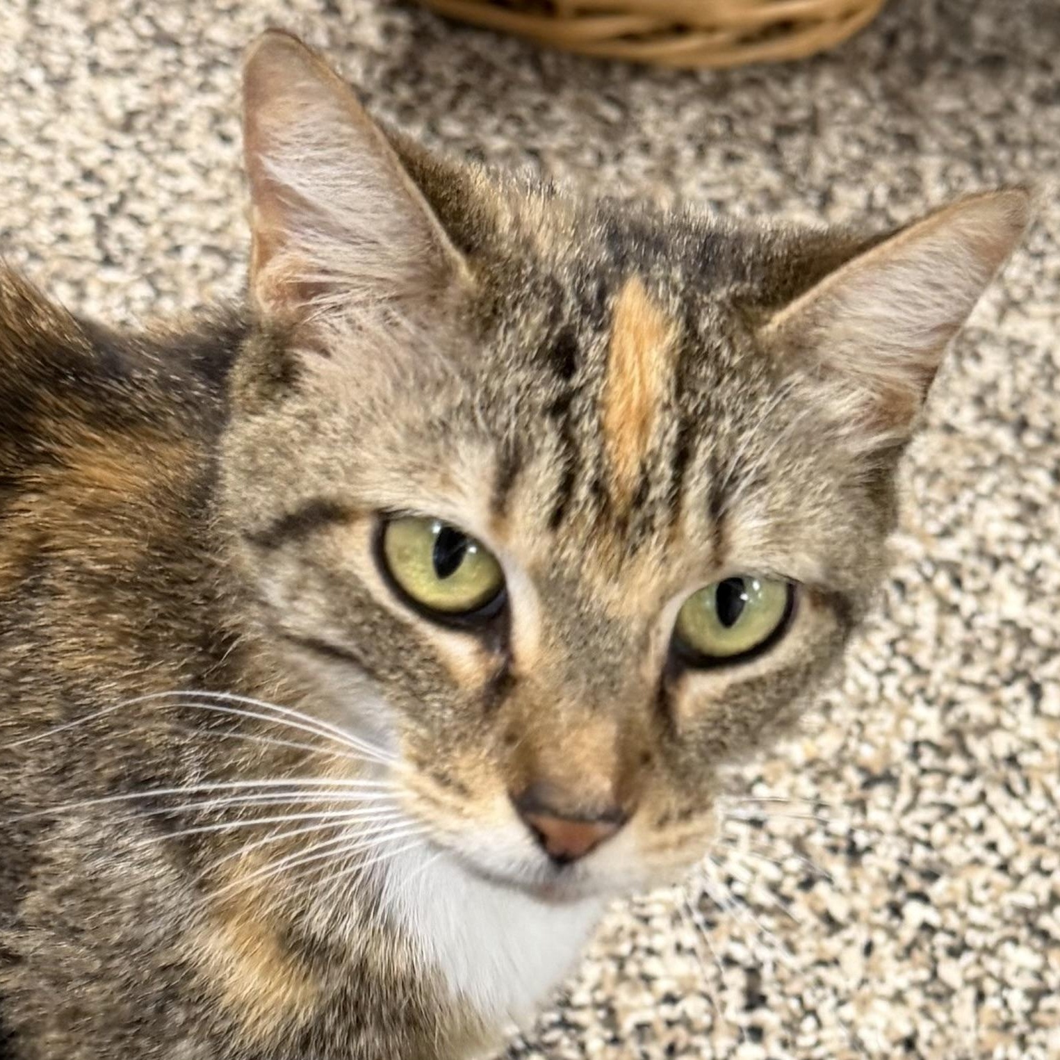 Enlarge Honey, a ADOPTABLE Domestic Short Hair in Fernandina Beach, FL image 2/4