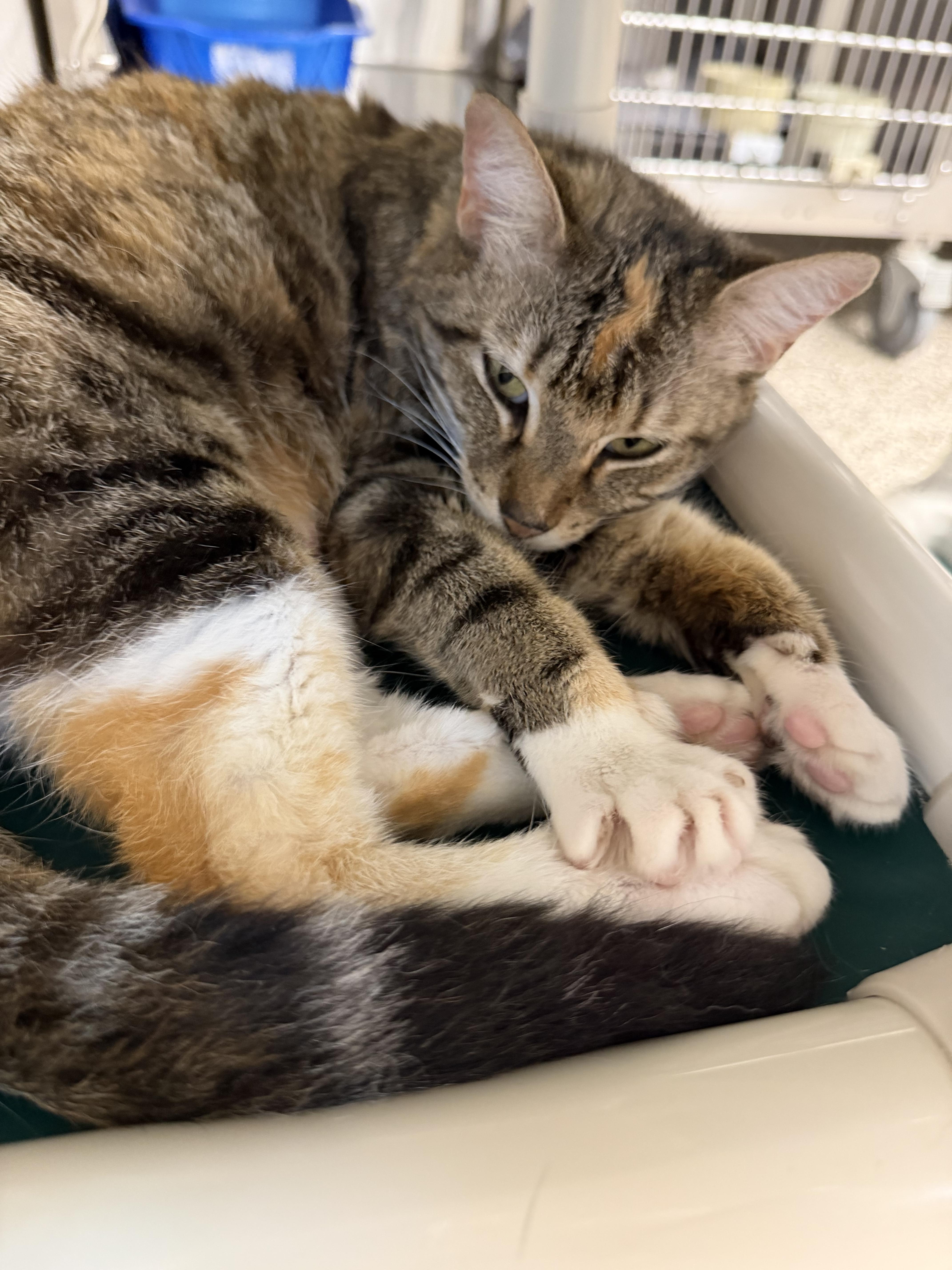 Honey, a ADOPTABLE Domestic Short Hair in Fernandina Beach, FL image 6/6
