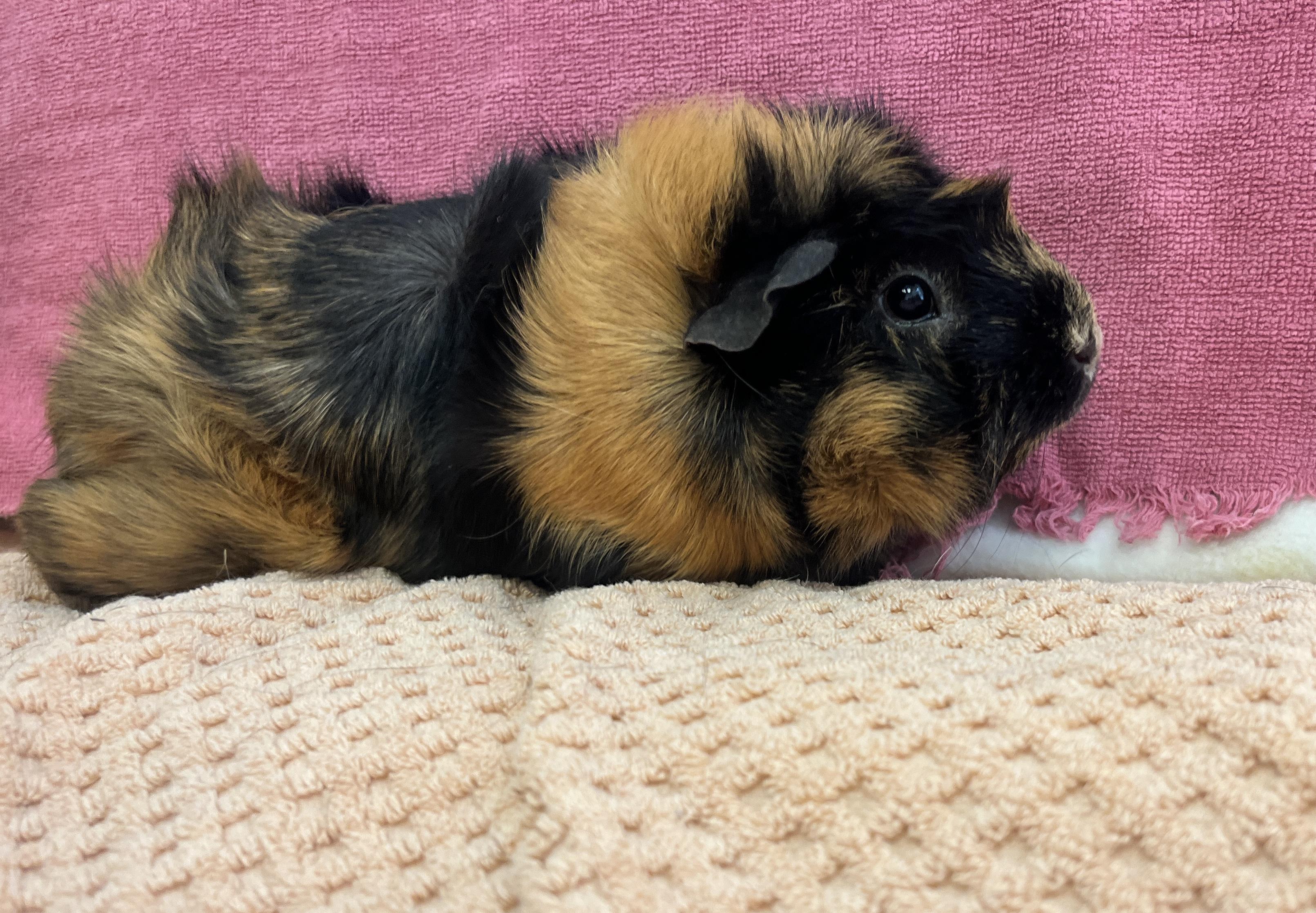 Enlarge Paprika, an adopted Abyssinian in Oakland, CA image 5/6