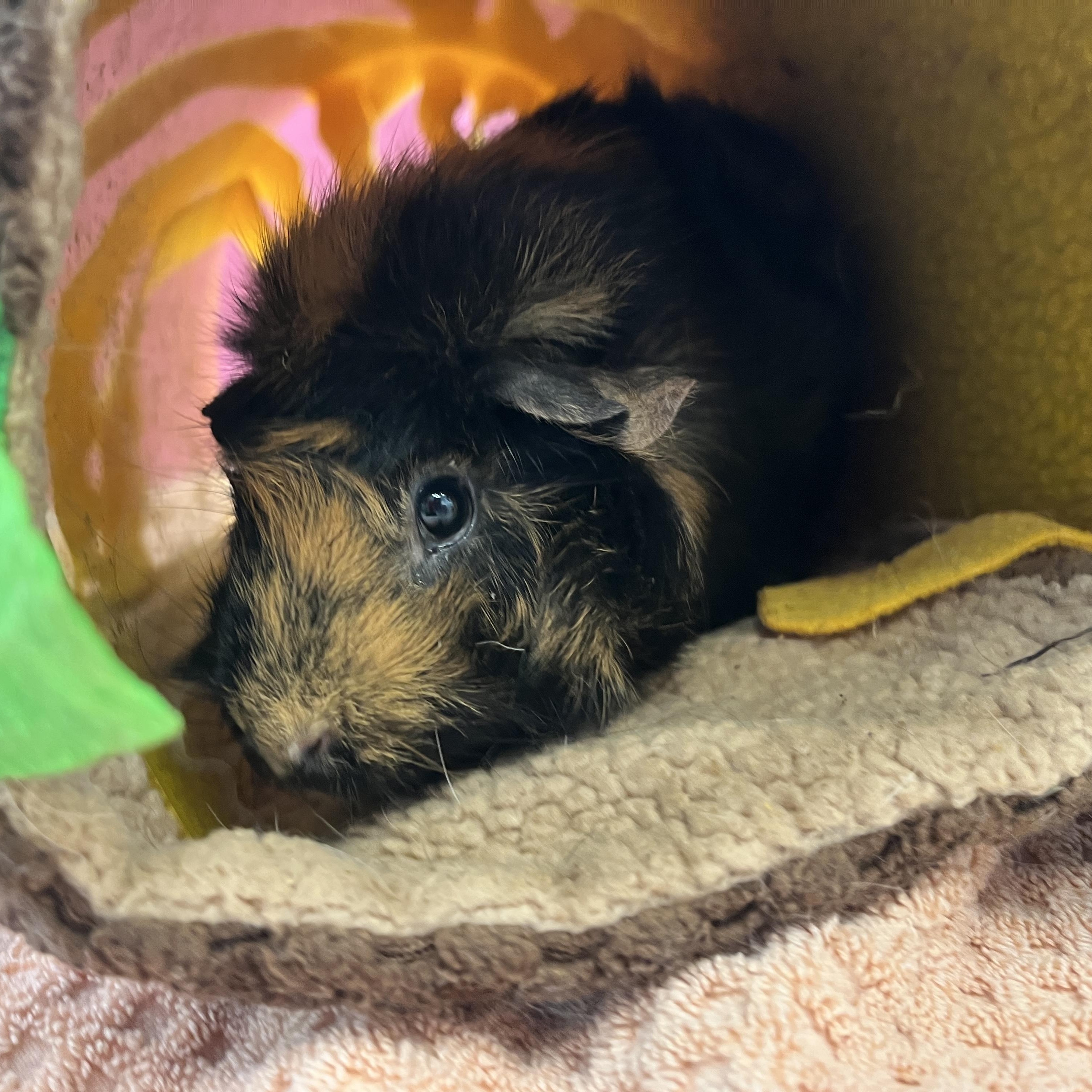 Enlarge Paprika, an adopted Abyssinian in Oakland, CA image 2/6