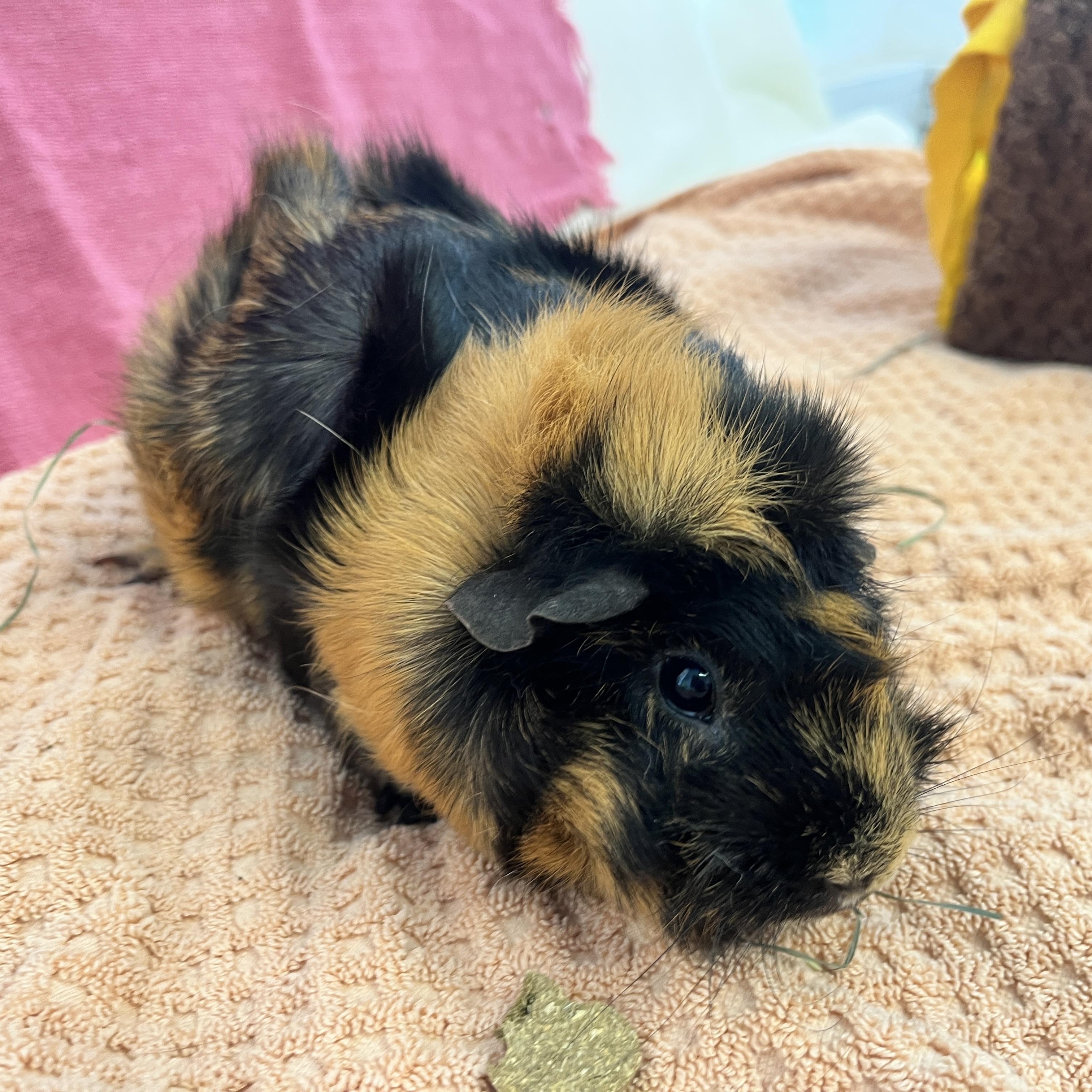 Enlarge Paprika, an adopted Abyssinian in Oakland, CA image 1/6