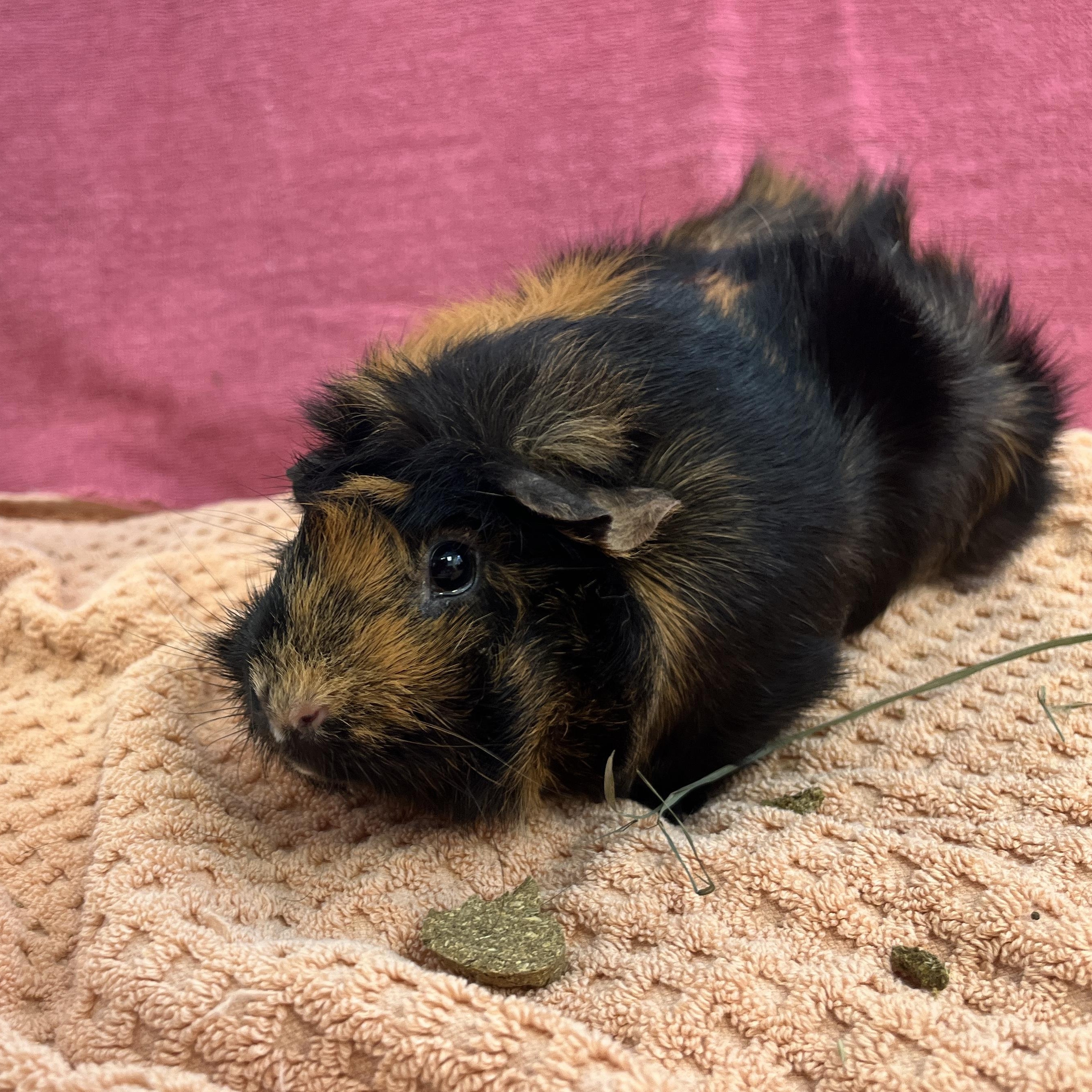 Enlarge Paprika, an adopted Abyssinian in Oakland, CA image 3/6