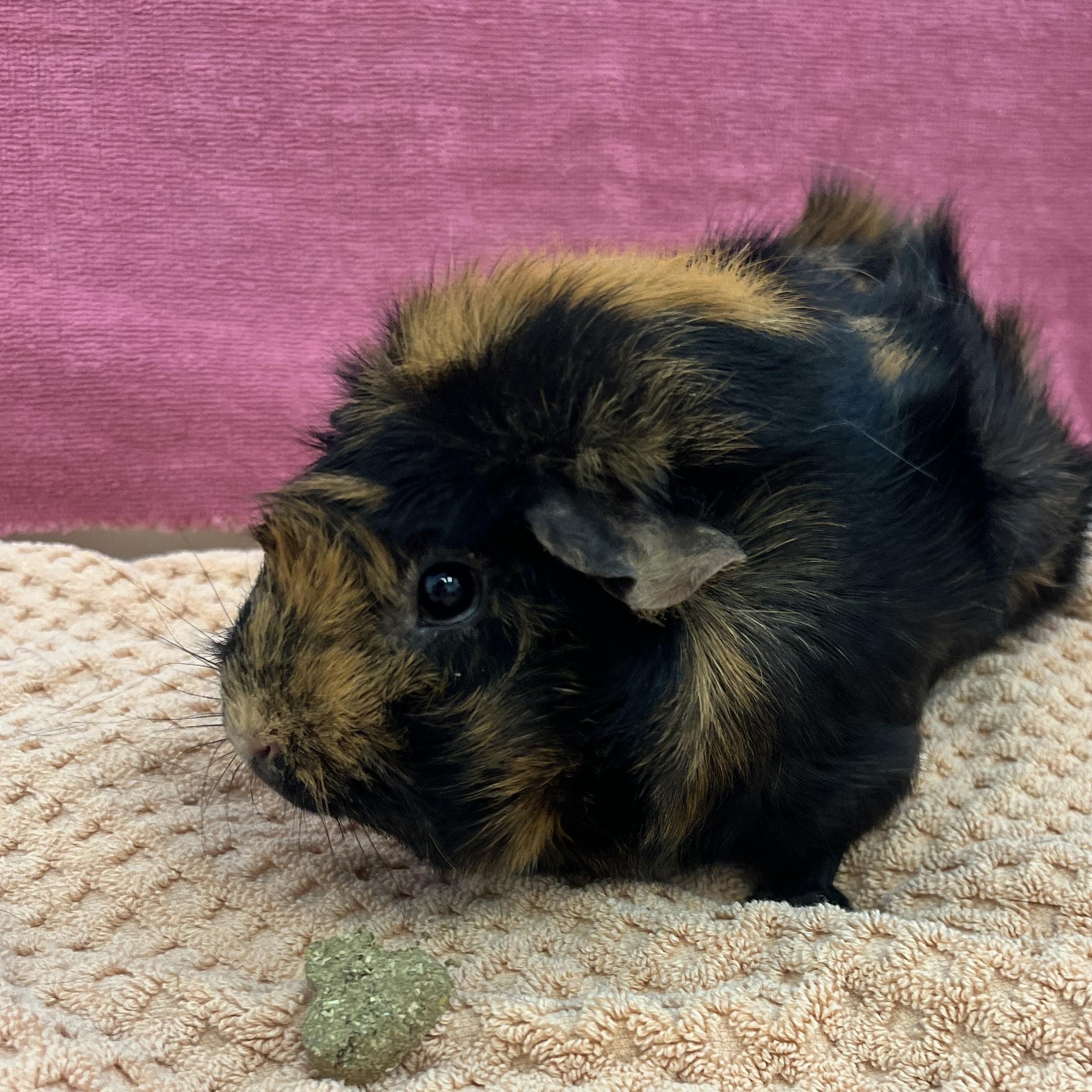 Enlarge Paprika, an adopted Abyssinian in Oakland, CA image 6/6