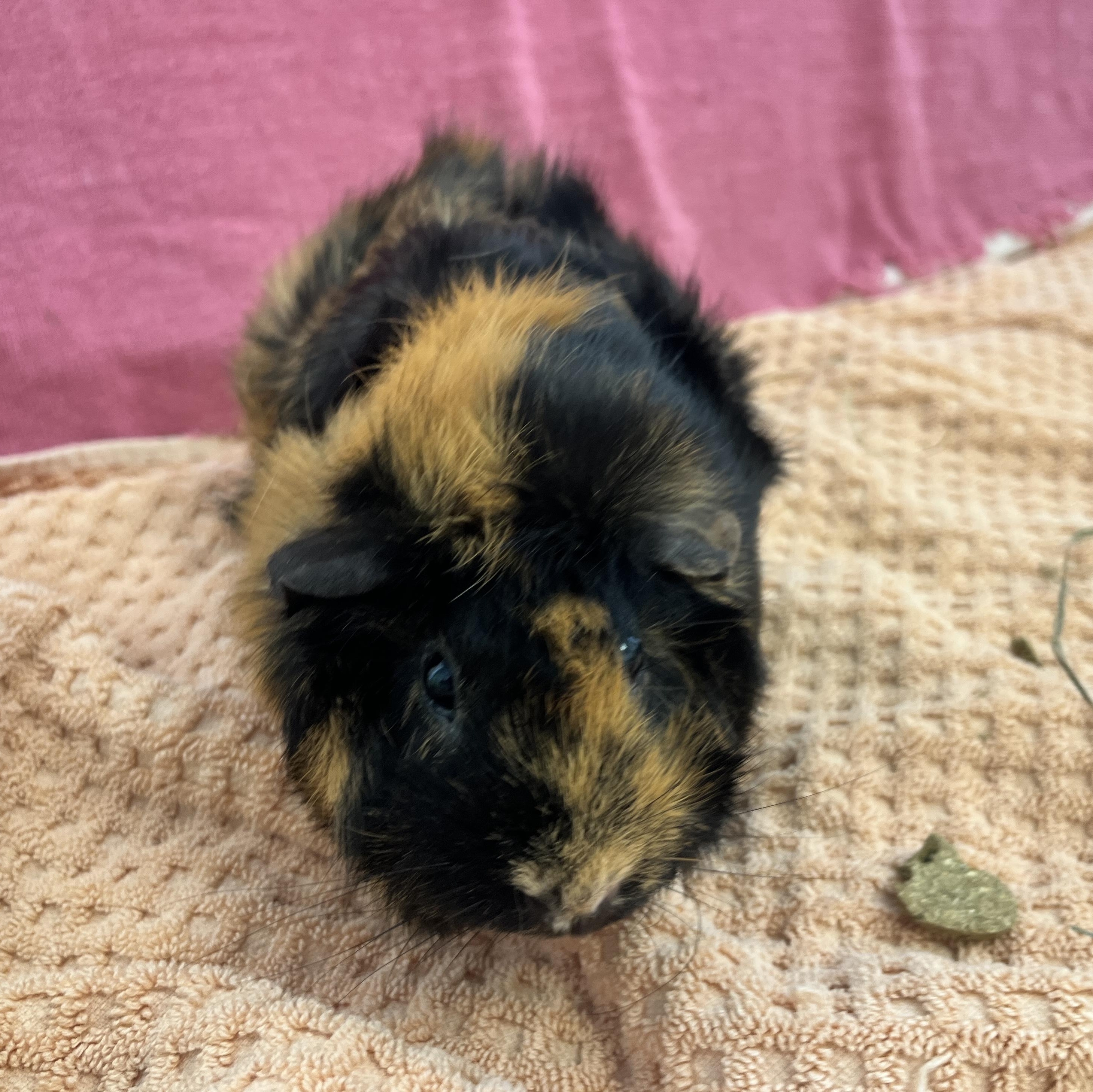 Enlarge Paprika, an adopted Abyssinian in Oakland, CA image 4/6