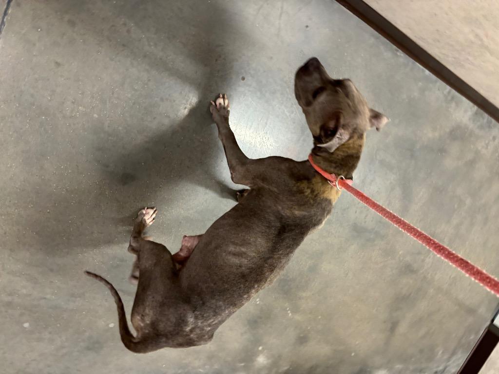 Enlarge Chapel, a Adoptable American Staffordshire Terrier in Clarksville, TN image 1/6