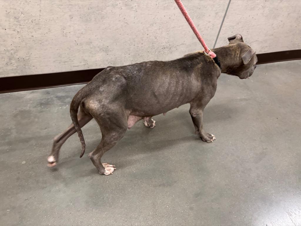 Enlarge Chapel, a Adoptable American Staffordshire Terrier in Clarksville, TN image 2/6