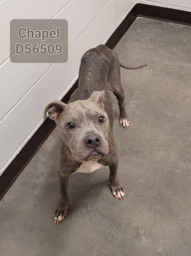 Enlarge Chapel, a Adoptable American Staffordshire Terrier in Clarksville, TN image 3/6