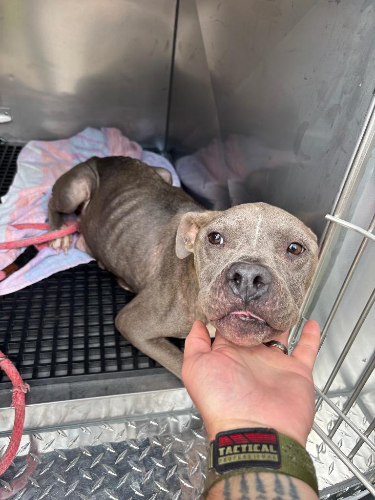 Enlarge Chapel, a Adoptable American Staffordshire Terrier in Clarksville, TN image 5/6