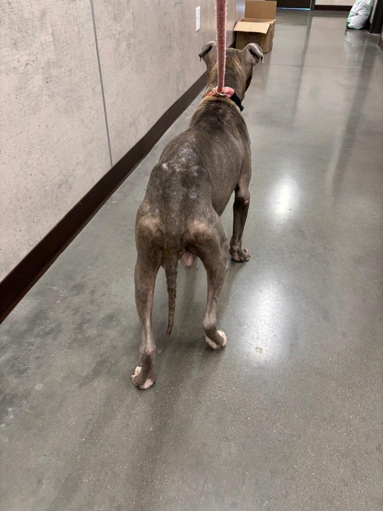 Enlarge Chapel, a Adoptable American Staffordshire Terrier in Clarksville, TN image 6/6