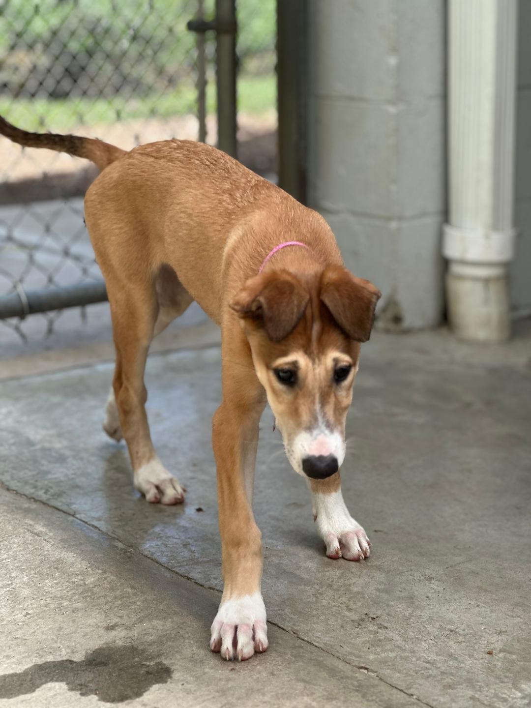 Sophie, an adoptable Greyhound, Borzoi in New Milford, CT, 06776 | Photo Image 1