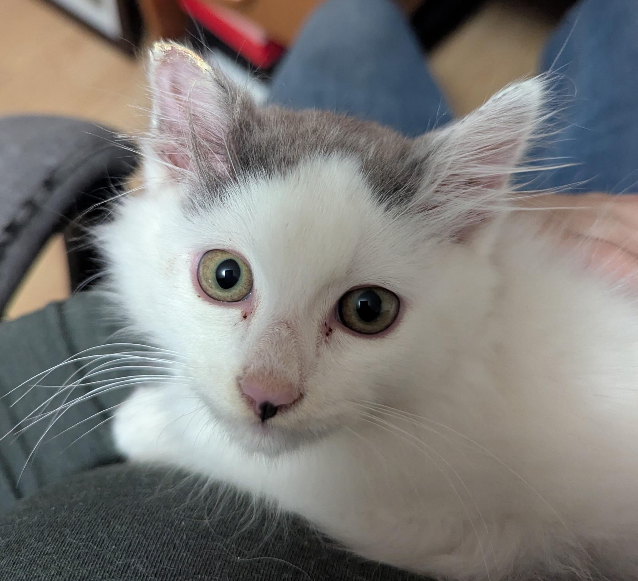 Westley, an adopted Domestic Short Hair in Marina, CA image 2/5