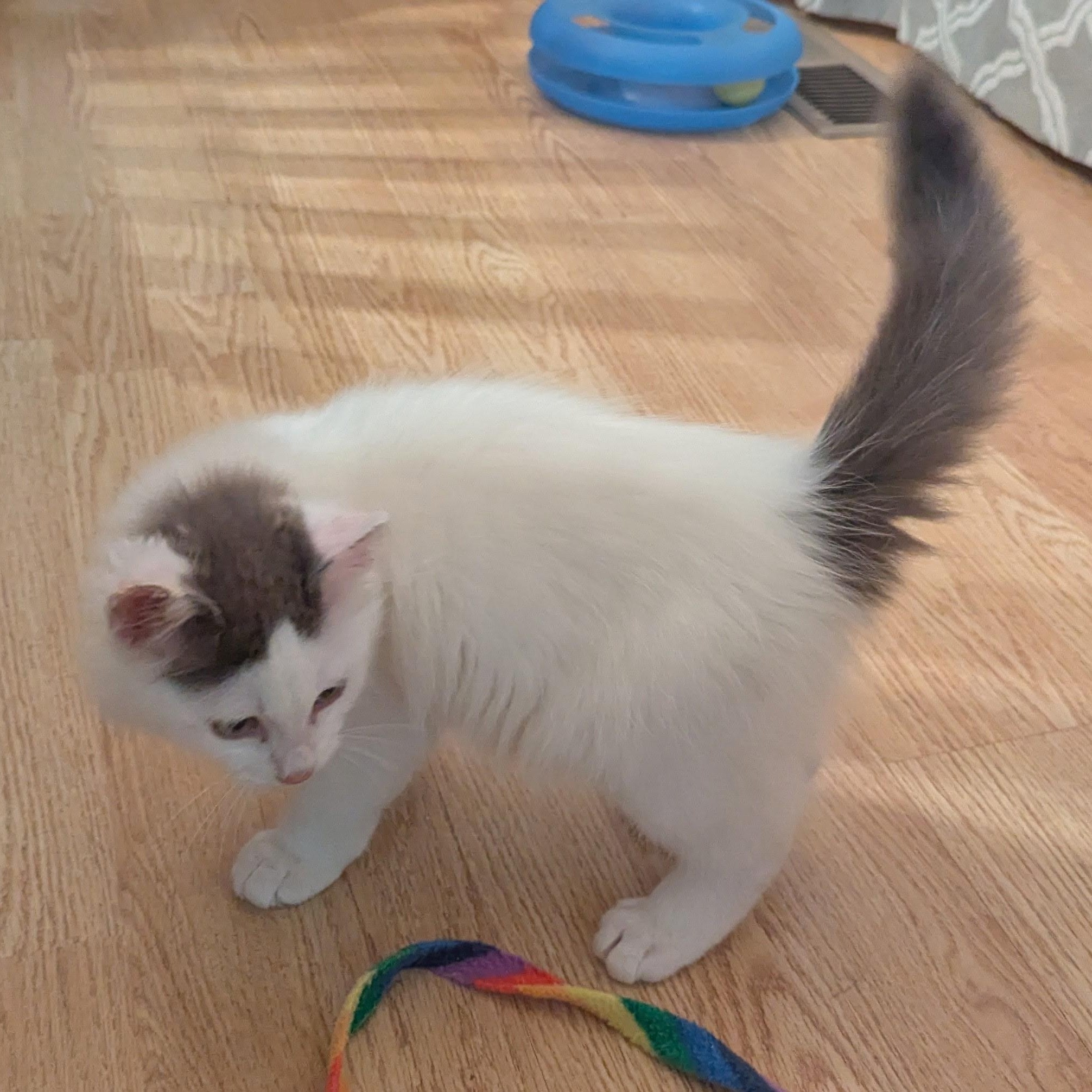 Westley, an adopted Domestic Short Hair in Marina, CA image 3/5