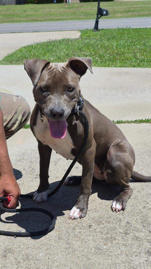 Enlarge Harrissa Hunter, a Adoptable mixed breed in Hopkinsville, KY image 1/2