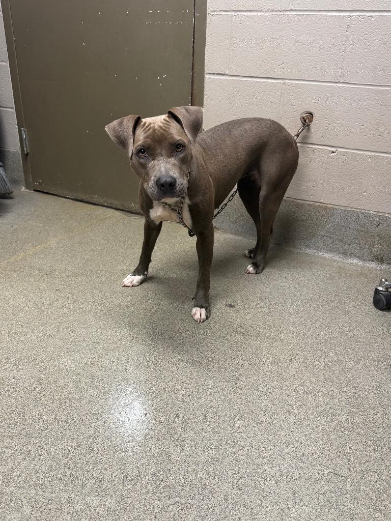 Enlarge Harrissa Hunter, a Adoptable mixed breed in Hopkinsville, KY image 2/2