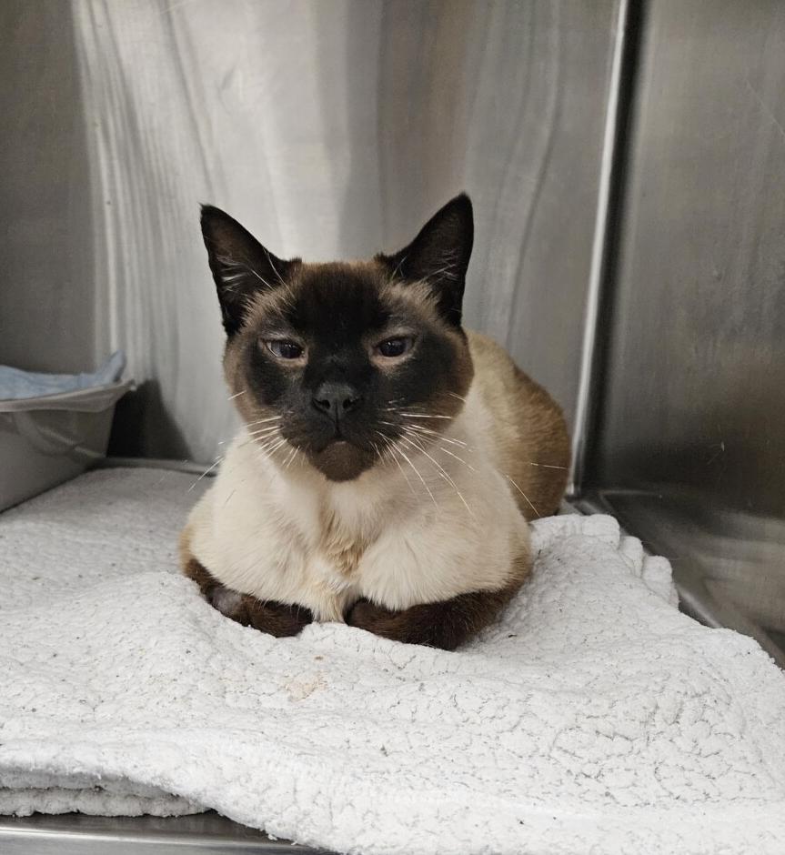 Enlarge GRAVY, a ADOPTABLE Siamese in Chattanooga, TN image 2/6