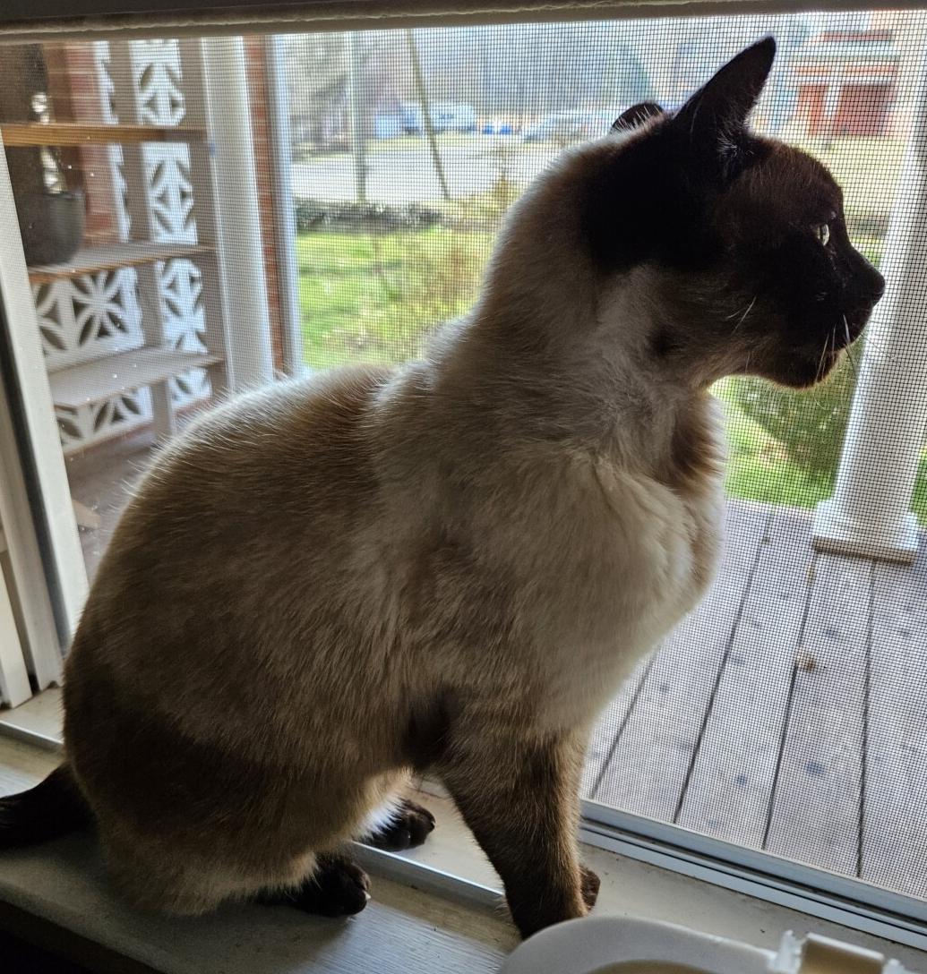 Enlarge GRAVY, a ADOPTABLE Siamese in Chattanooga, TN image 4/6