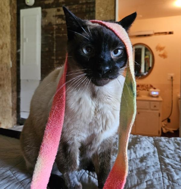 Enlarge GRAVY, a ADOPTABLE Siamese in Chattanooga, TN image 3/6