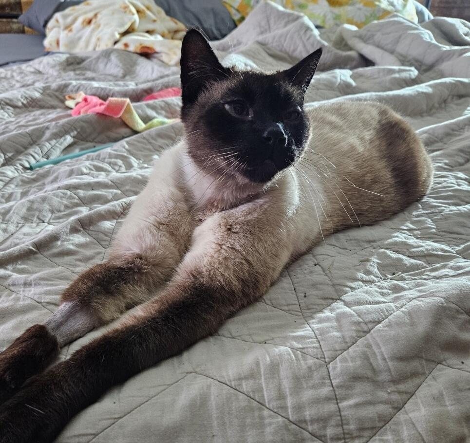 GRAVY, ADOPTABLE, Adult Male Siamese.