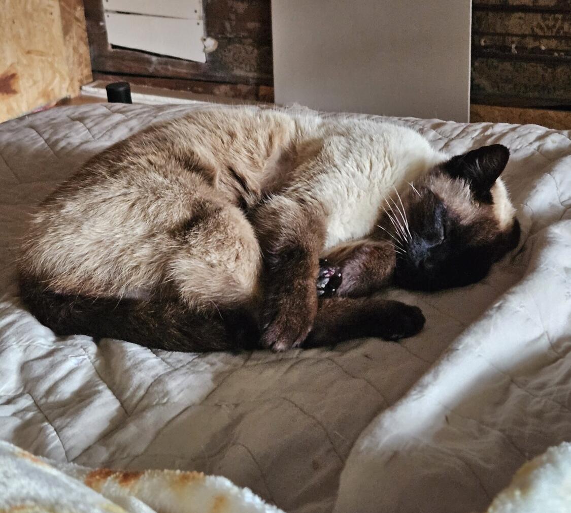 Enlarge GRAVY, a ADOPTABLE Siamese in Chattanooga, TN image 5/6