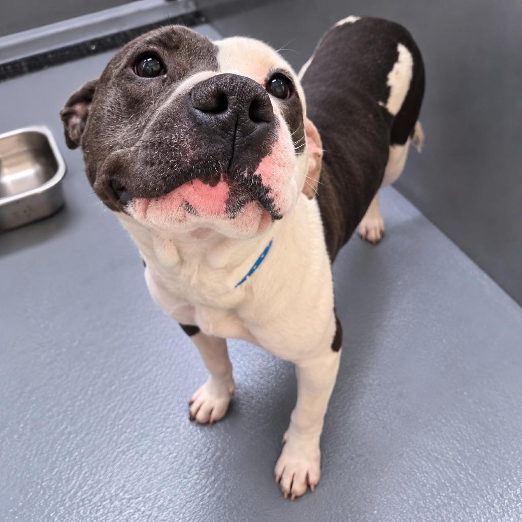 Lego, Adoptable, Adult Male Mixed Breed.
